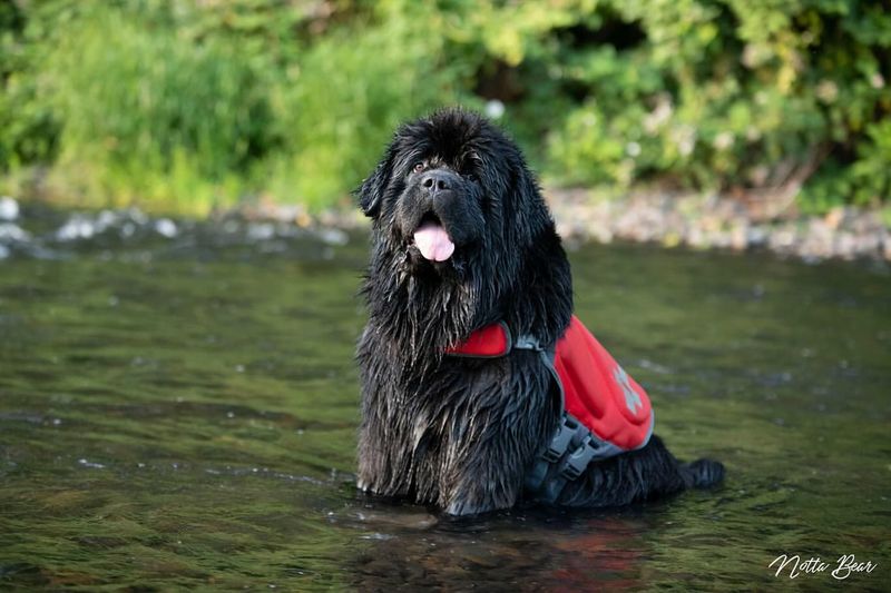 Newfoundland