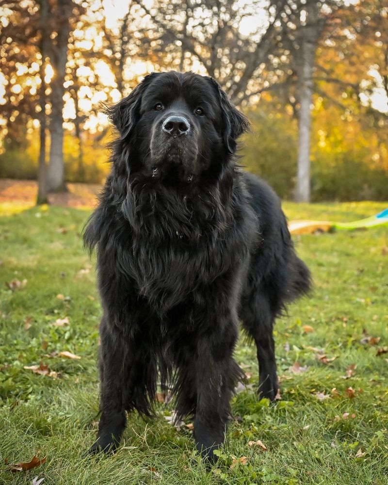 Newfoundland