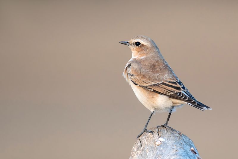 Northern Wheatear