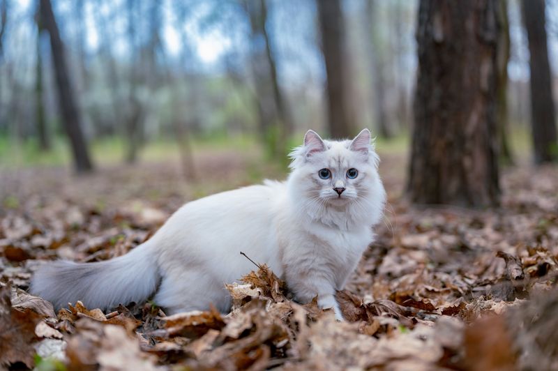 Norwegian Forest Cat