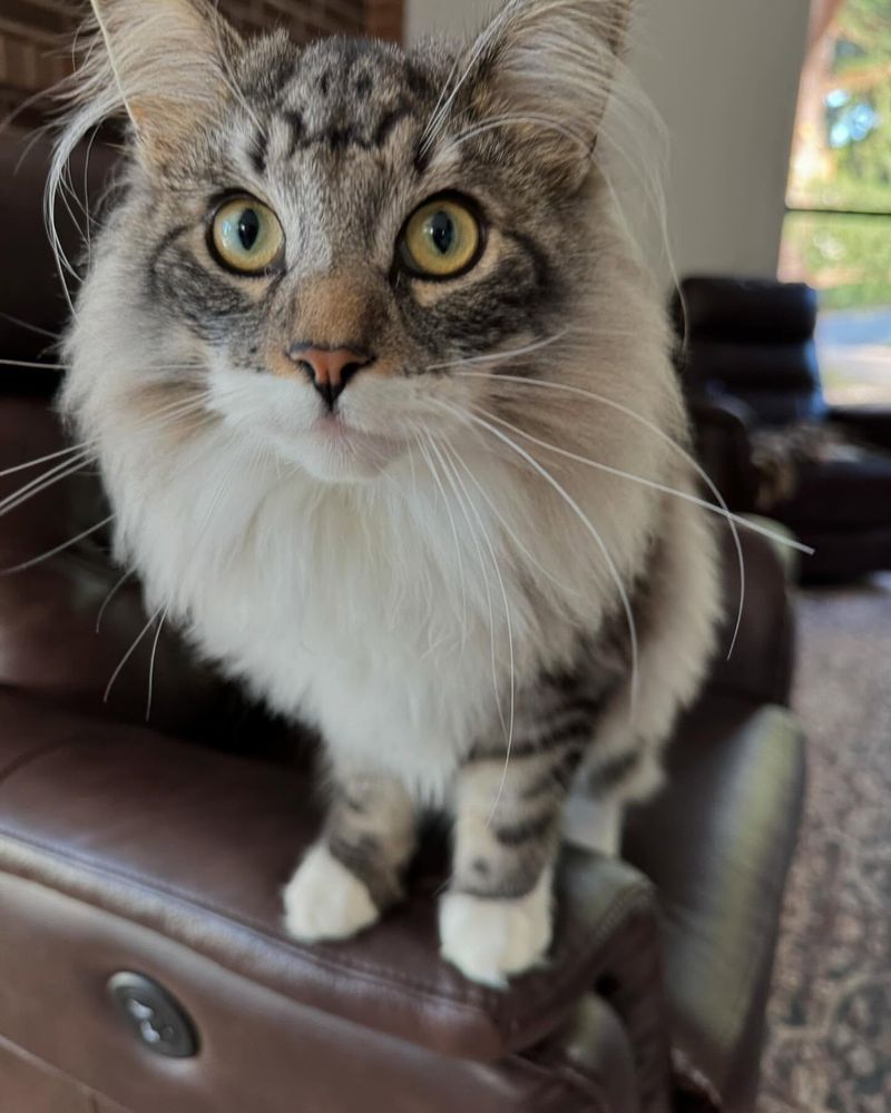 Norwegian Forest Cat