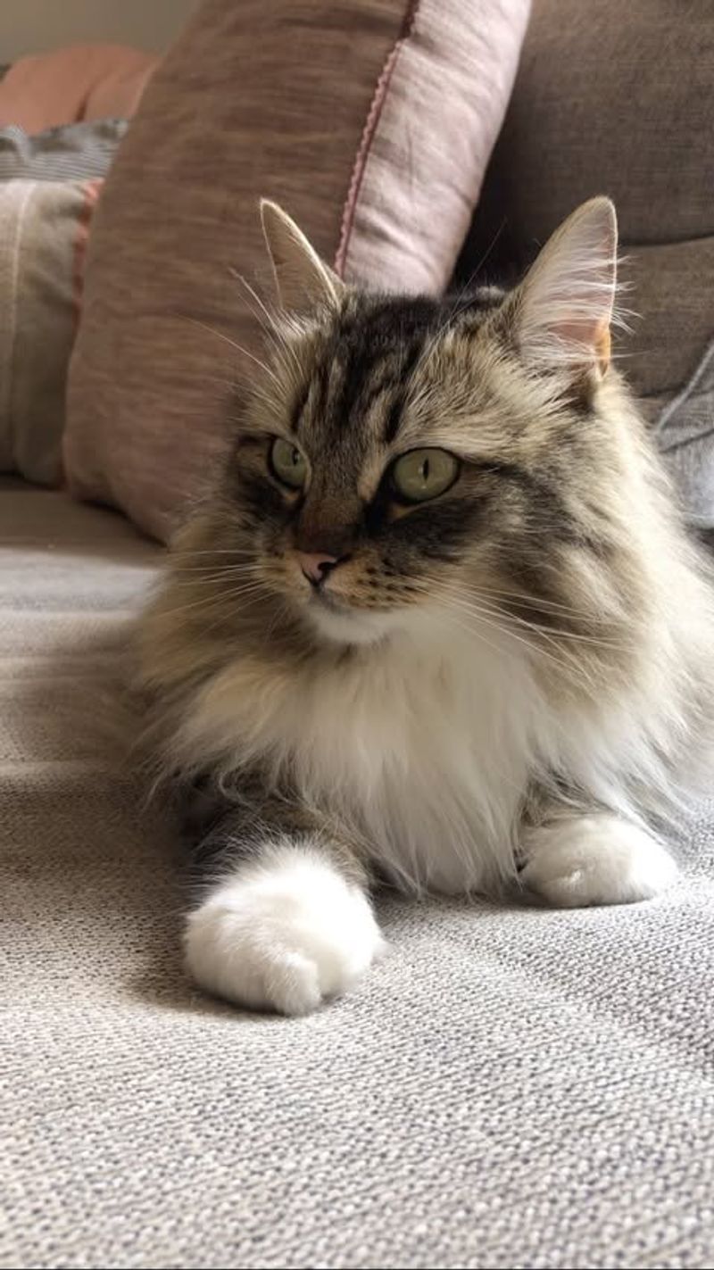 Norwegian Forest Cat