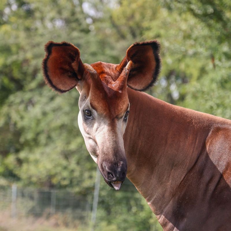 Okapi