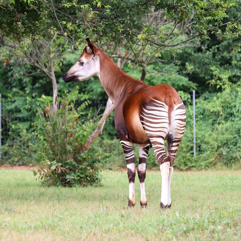 Okapi