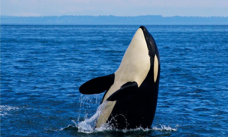 Orca