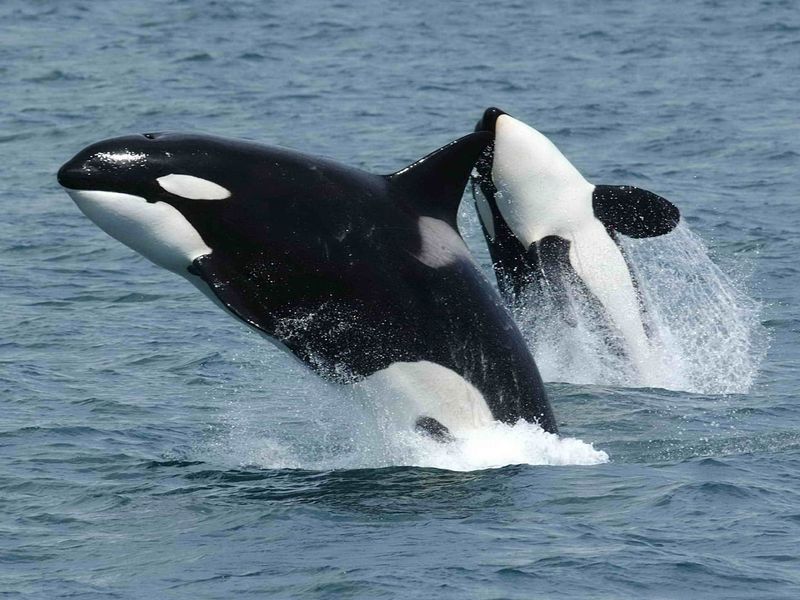 Orcas