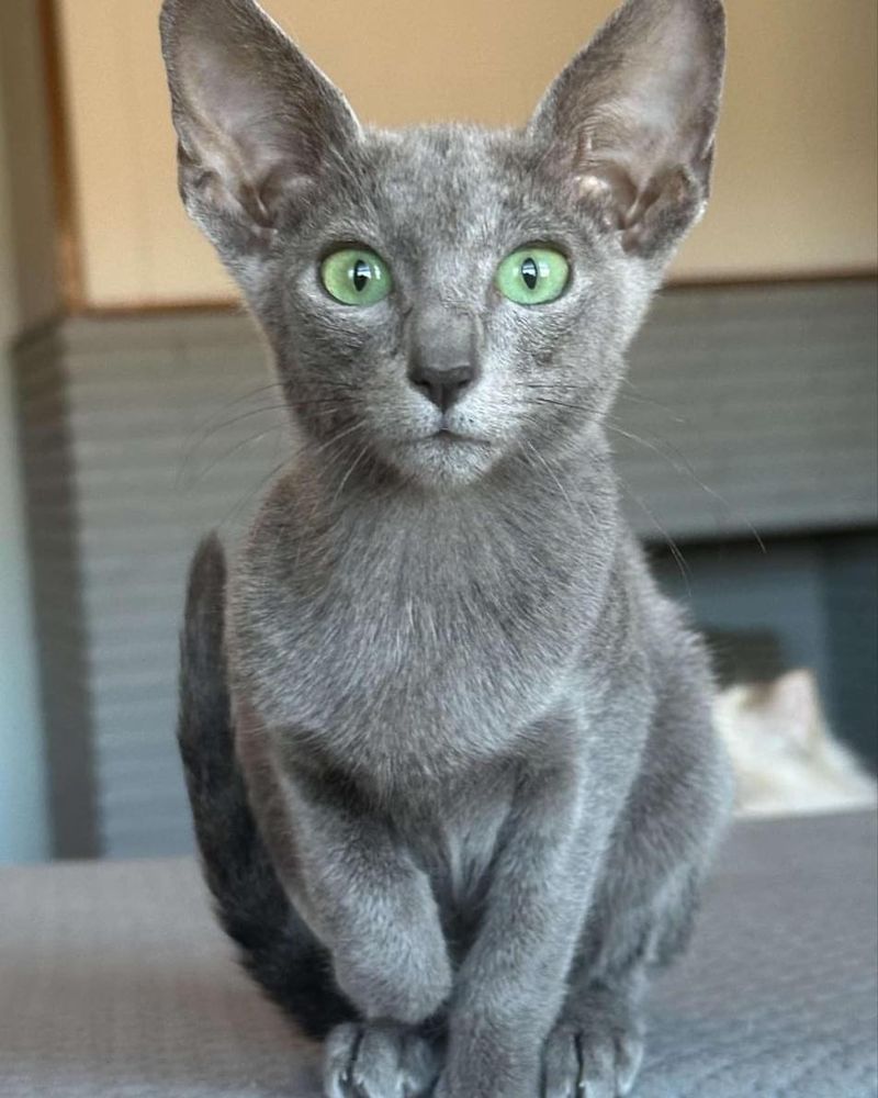 Oriental Shorthair