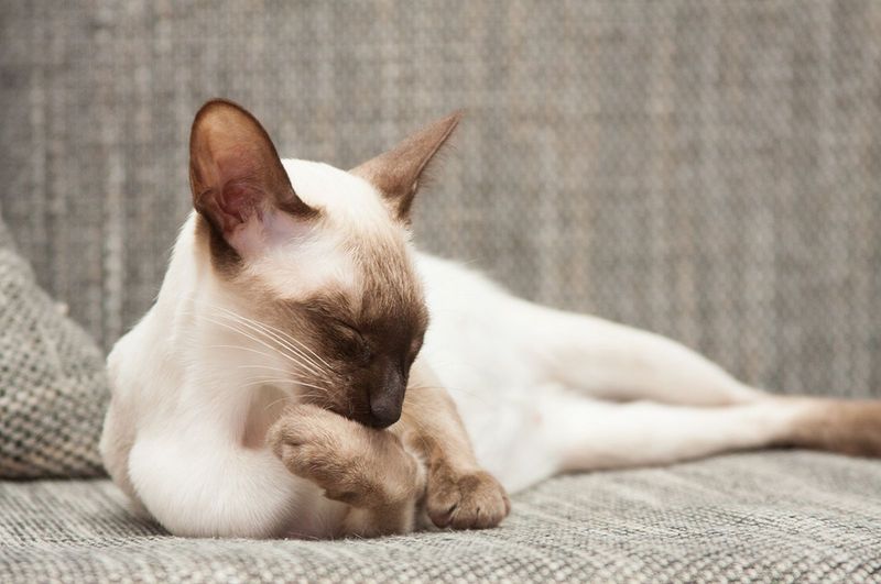 Oriental Siamese