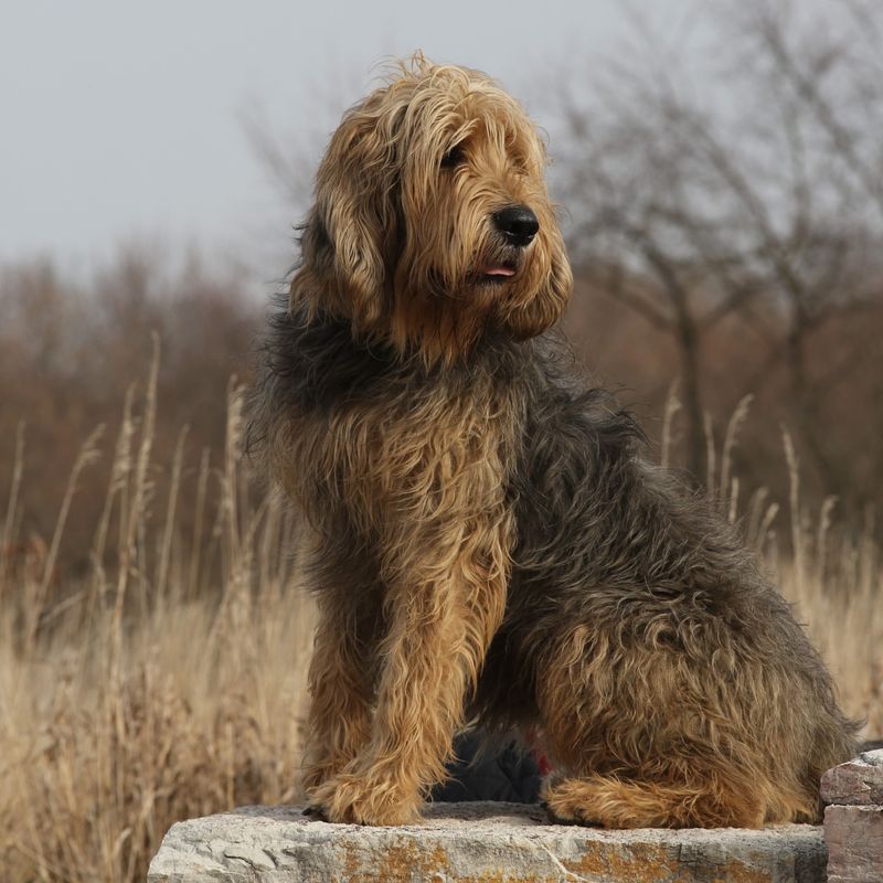 Otterhound