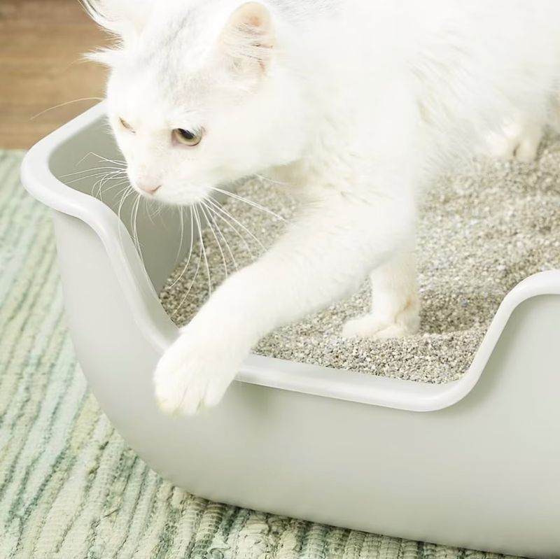 Overcrowded Litter Box