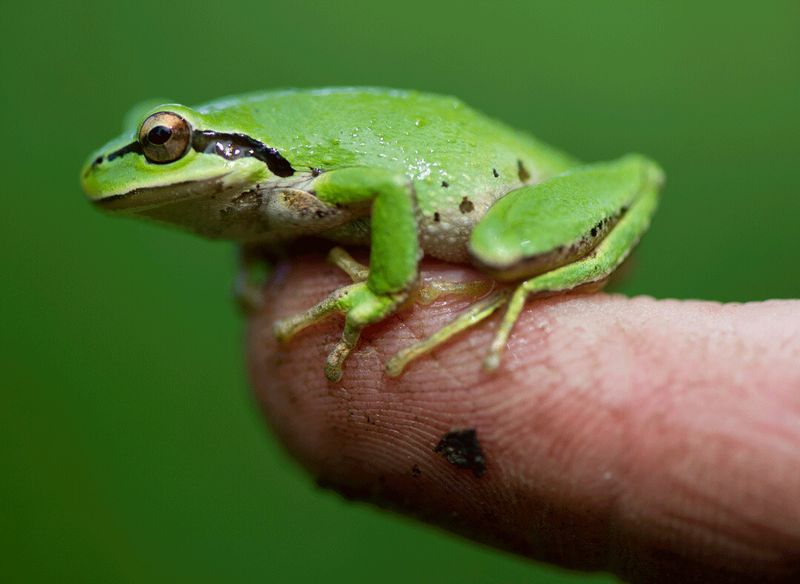 Pacific Tree Frog