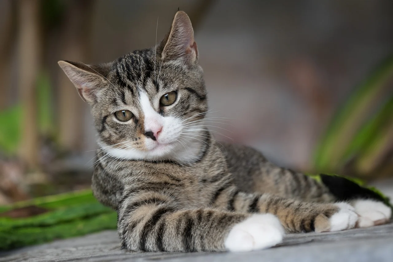 Why Cats Bite and What They’re Really Trying to Say