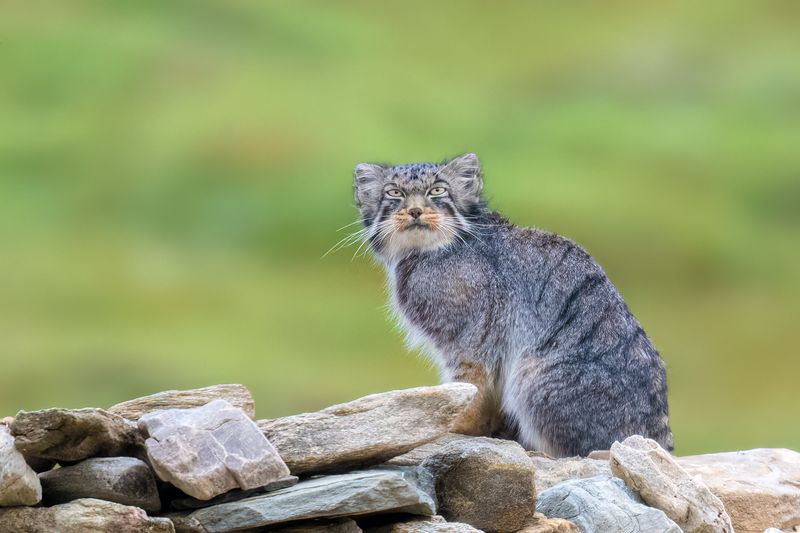 Pallas's Cat