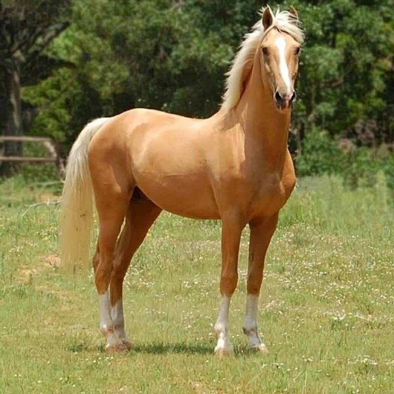 Palomino