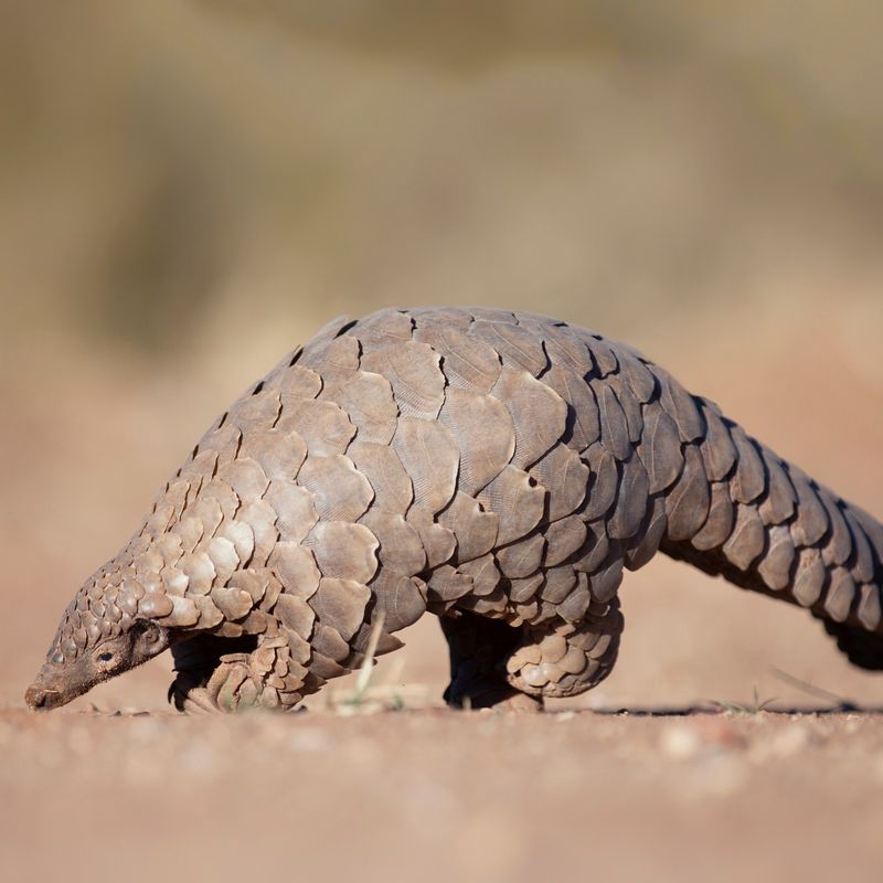 Pangolin