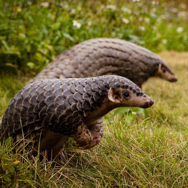 Pangolin