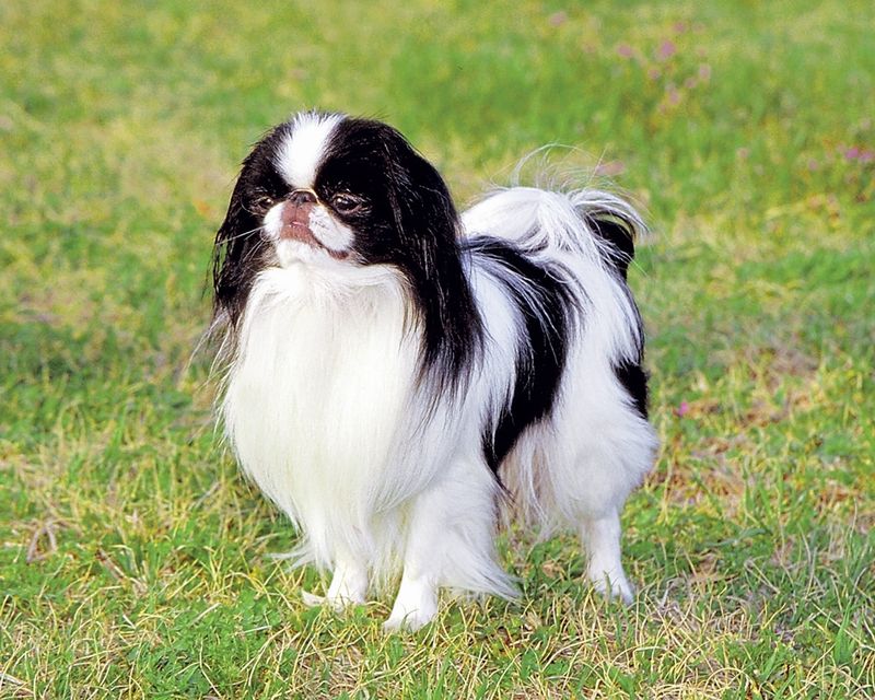 Pekingese