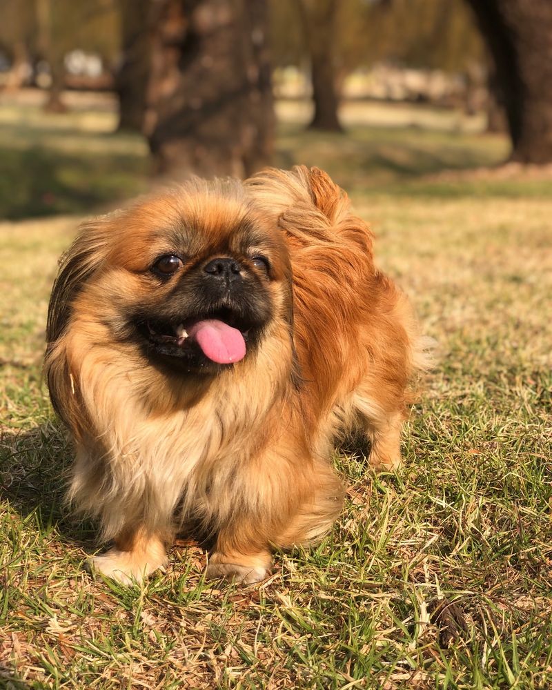 Pekingese