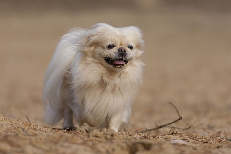 Pekingese