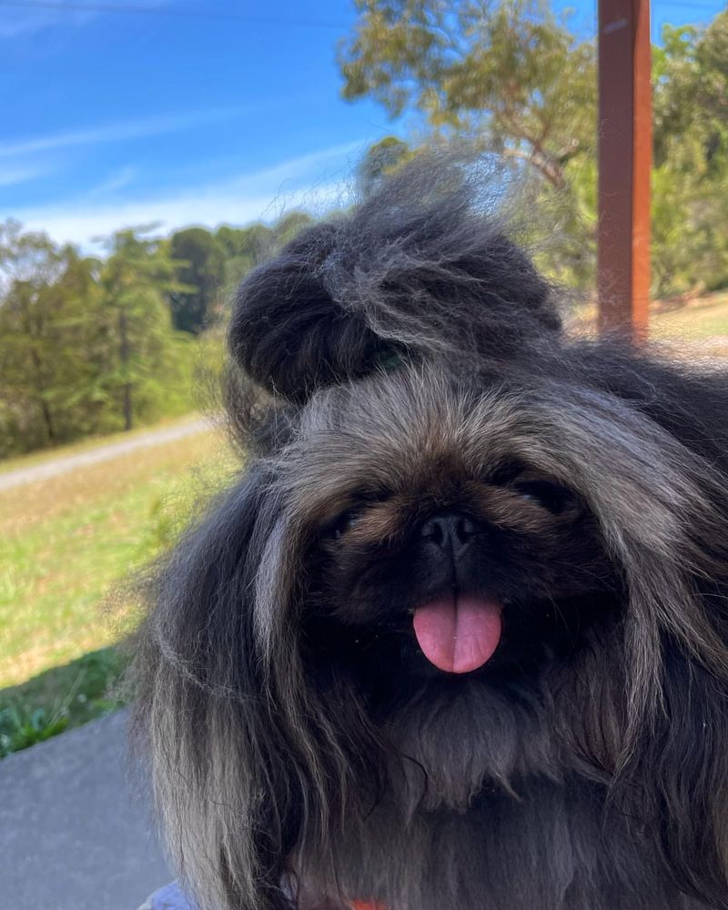 Pekingese