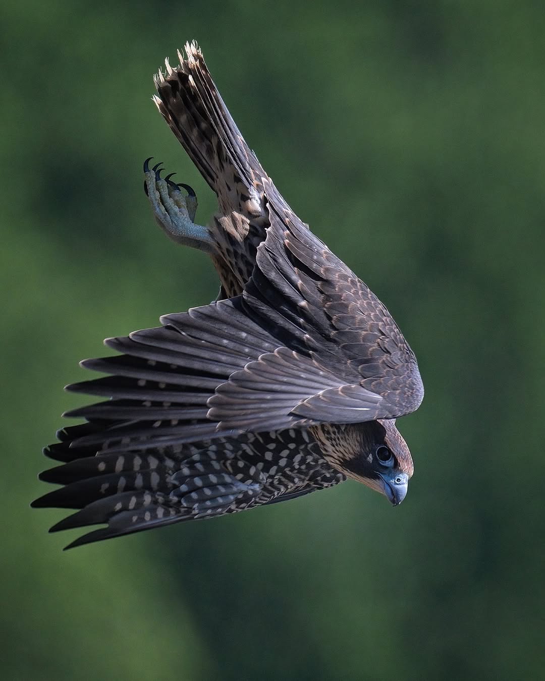 10 Astonishing Birds of Prey That Rule the Skies