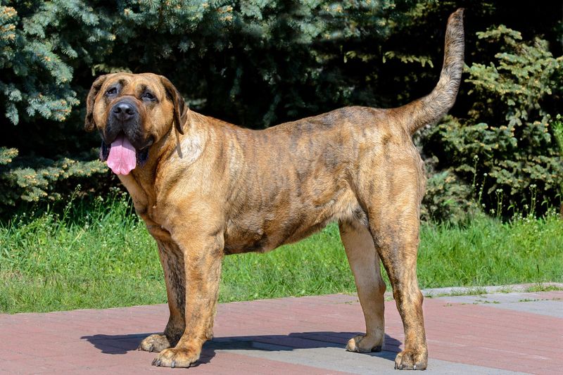 Perro de Presa Canario