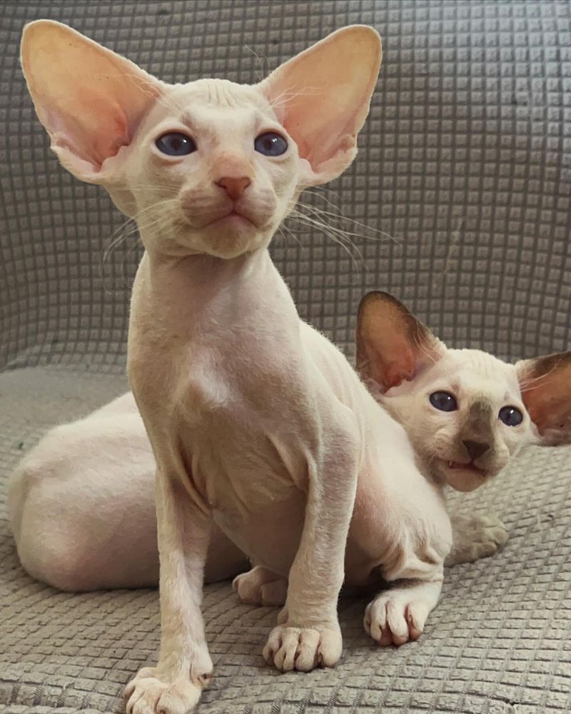 Peterbald