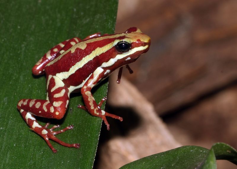 Phantasmal Poison Frog