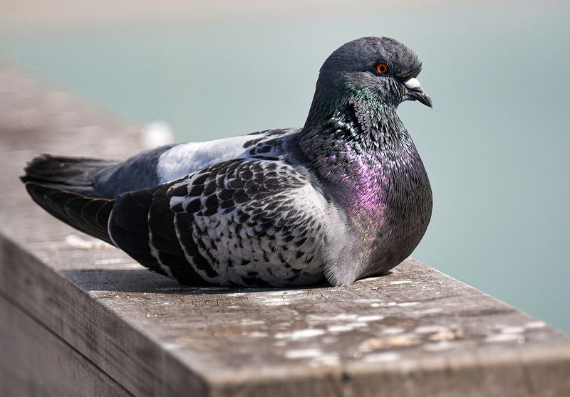 Pigeon