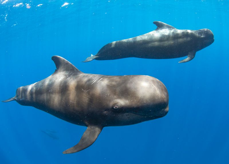 Pilot Whales