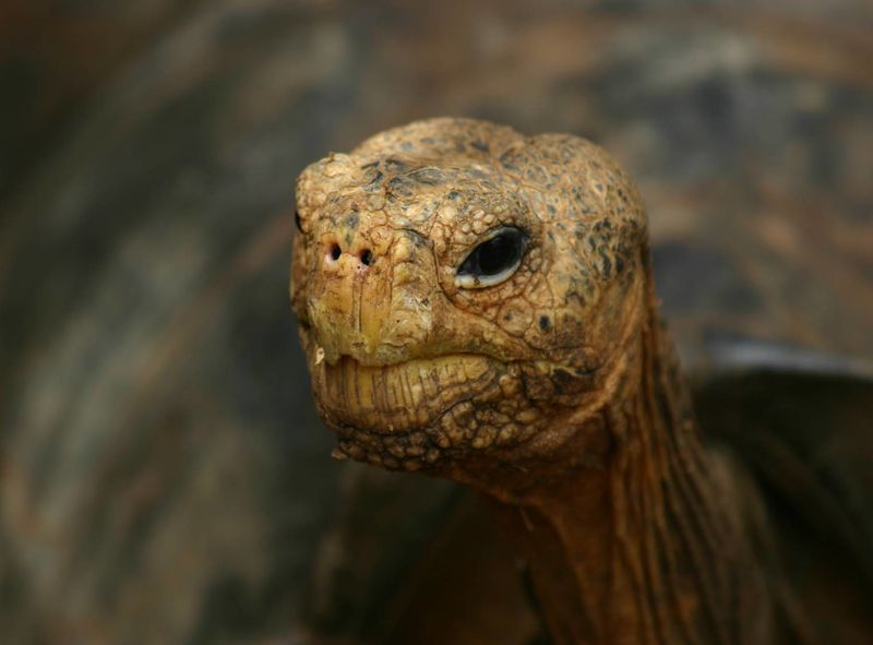 Pinta Island Tortoise