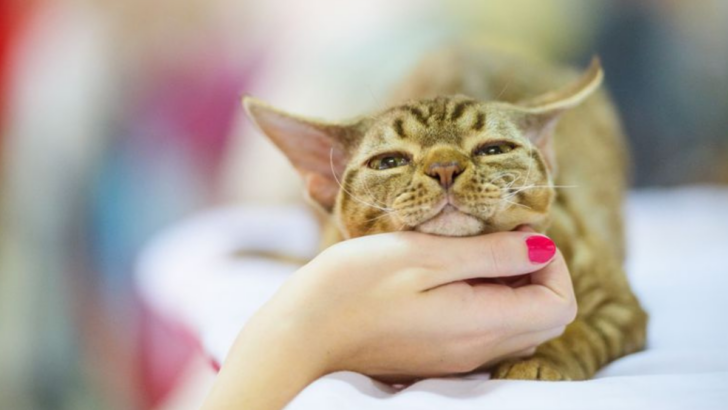 12 Playful Cat Breeds That Will Keep You Entertained