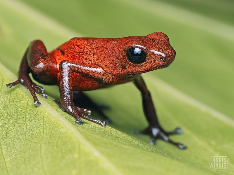 Poison Dart Frog