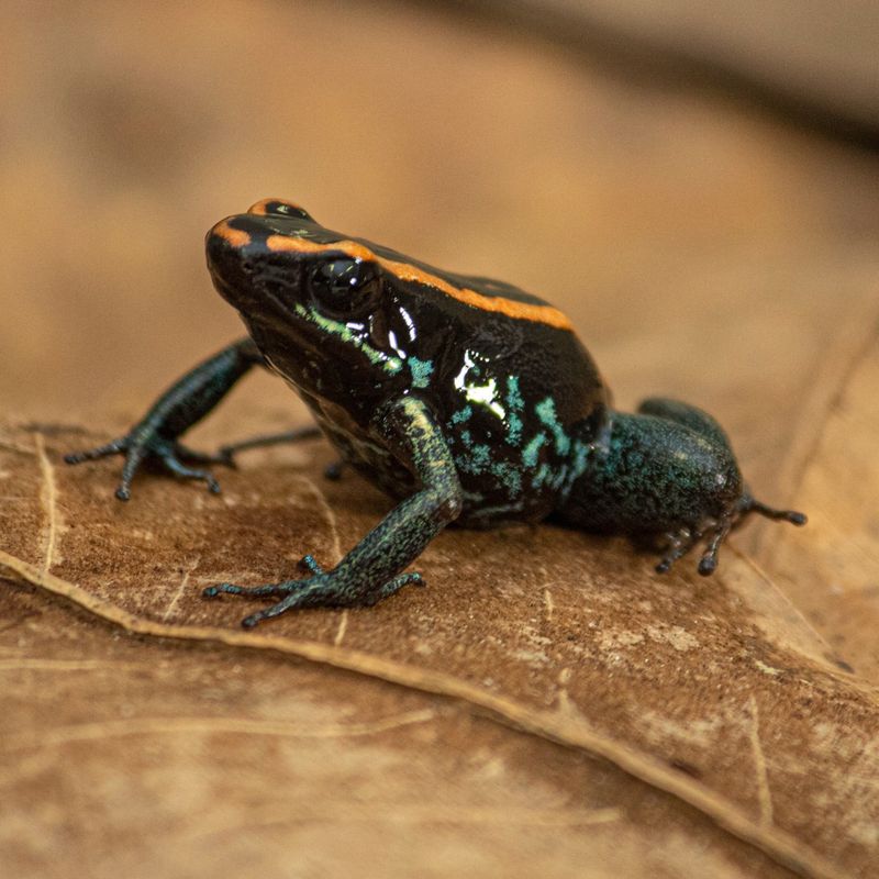 Poison Dart Frogs