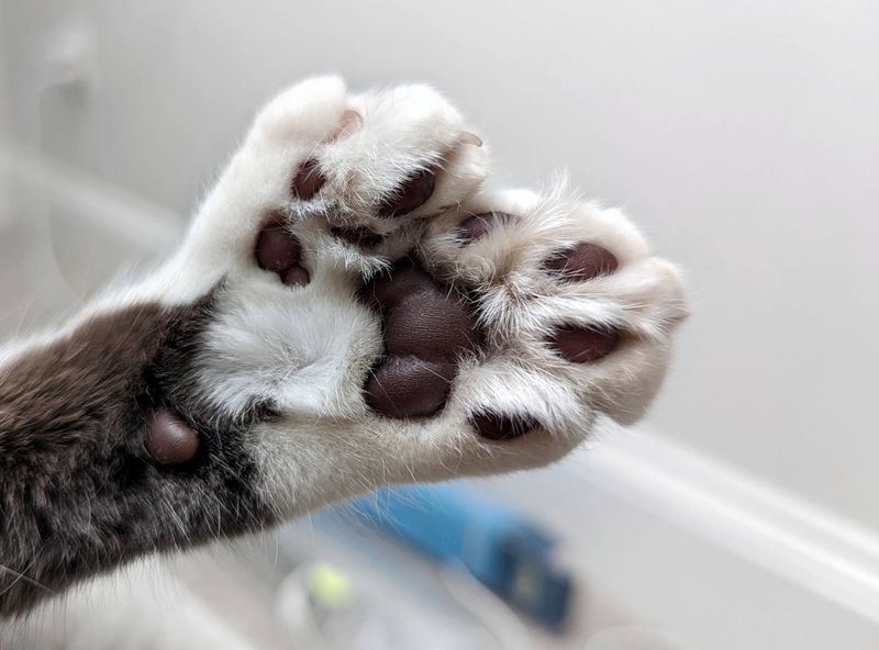 Polydactyl Cats