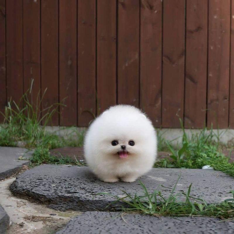 Pomeranian