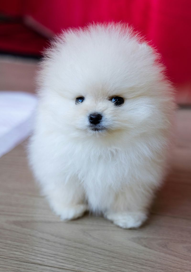 Pomeranian