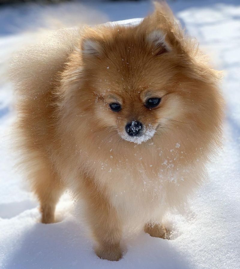 Pomeranian