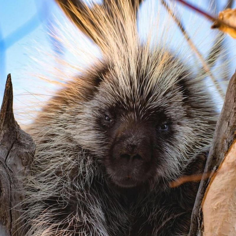 Porcupine