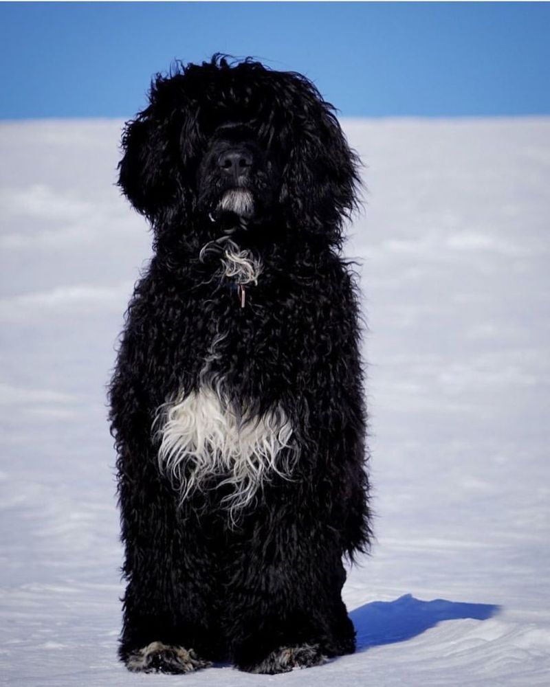 Portuguese Water Dog