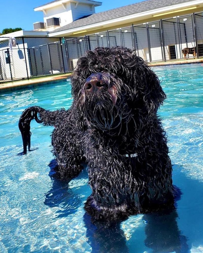 Portuguese Water Dog