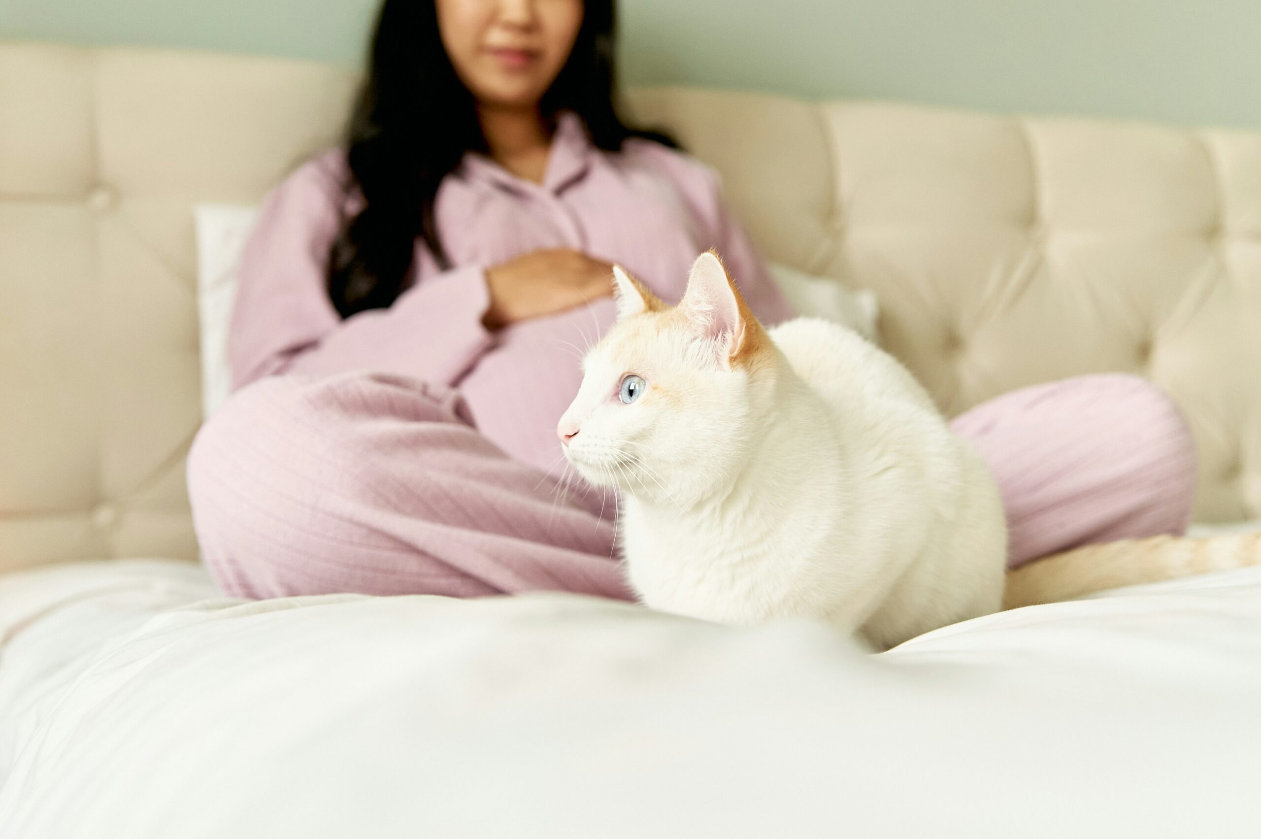 Image showcasing Uncovering the Truth Behind 10 Cat Myths That Have Fooled Pet Lovers ...