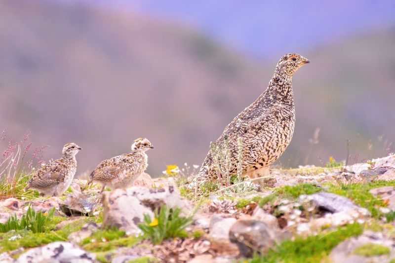 Ptarmigan