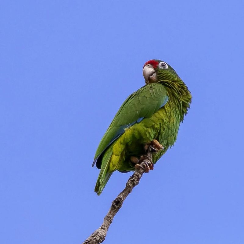 Puerto Rican Parrot