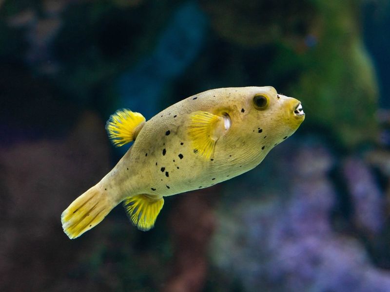 Pufferfish