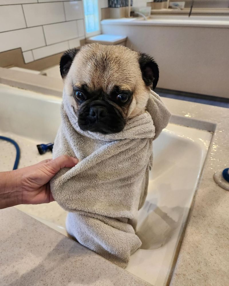 Pug