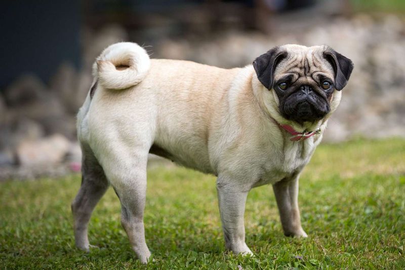 Pug