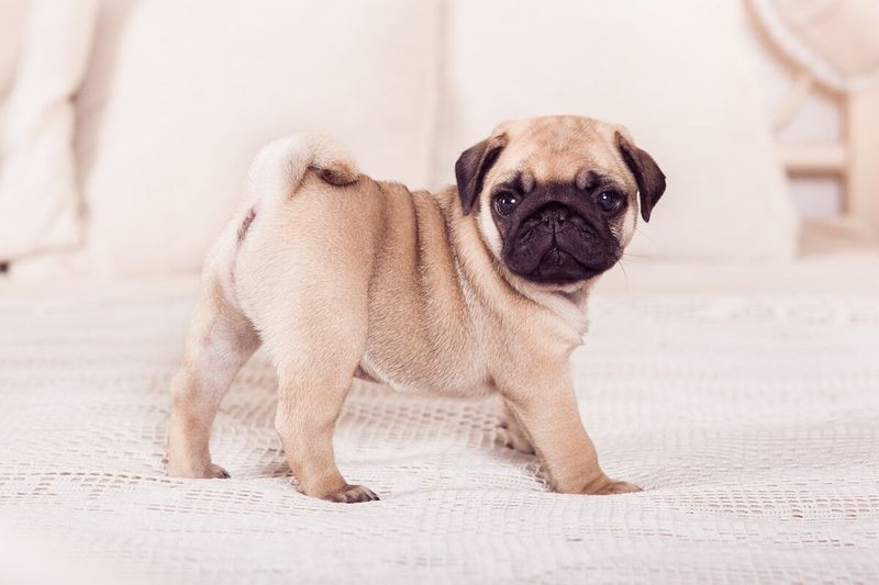 Pug