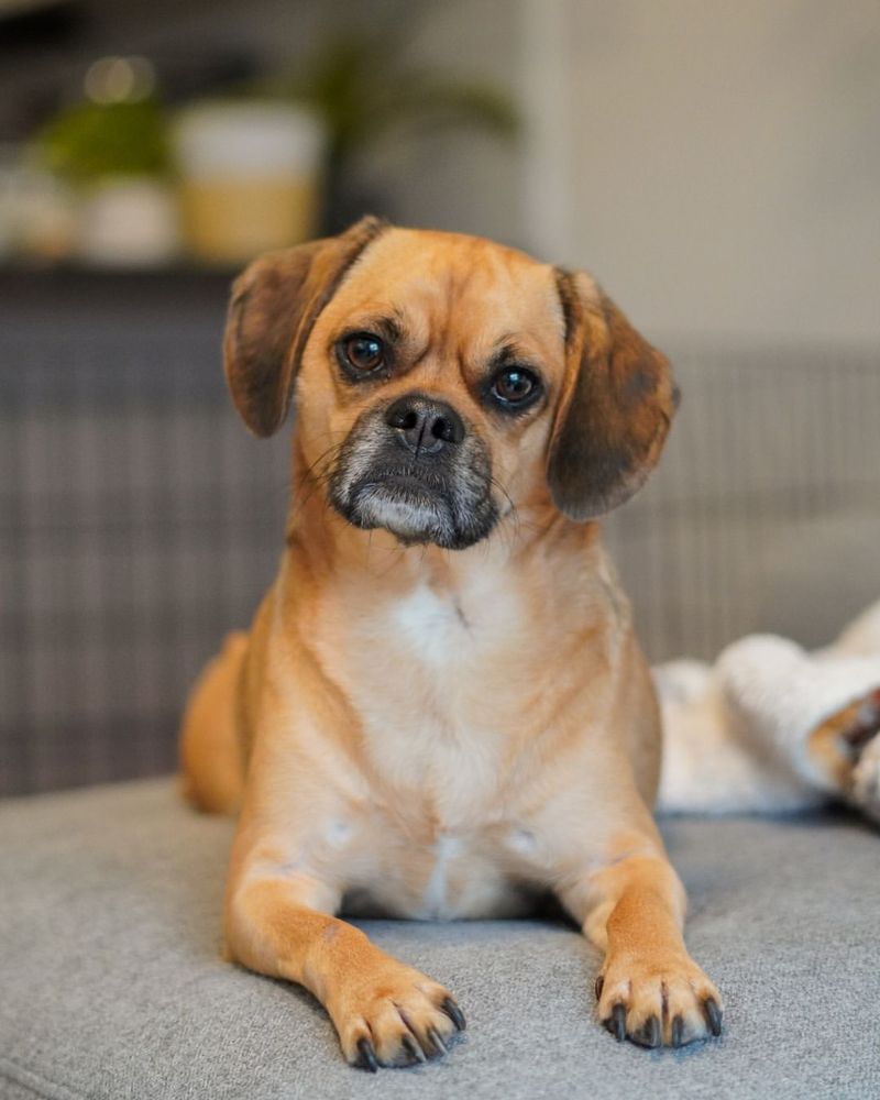 Puggle