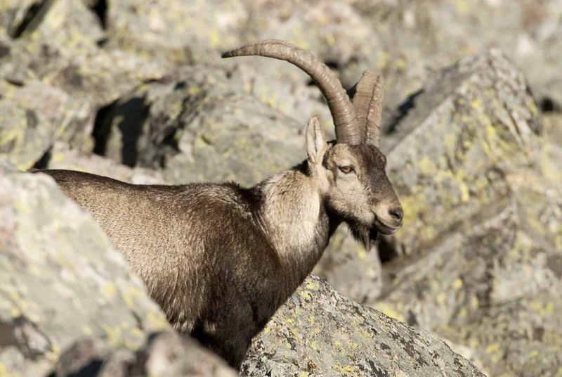 Pyrenean Ibex